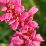 Bistorta amplexicaulis Floare