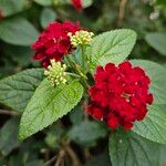 Lantana camara Агульны выгляд