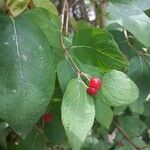 Lonicera xylosteum Fruit