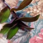 Tradescantia cerinthoides葉