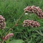 Persicaria maculosa Flower