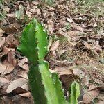 Hylocereus trigonus Blad