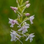 Gymnadenia odoratissima Blomst