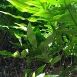 Phymatosorus scolopendria Leaf