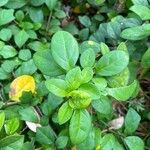Gmelina philippensis Frunză