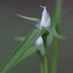 Rhynchospora pubera Flower