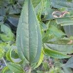 Baccharis trinervis Leaf