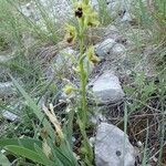 Ophrys virescens Lorea