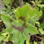 Pelargonium multibracteatum Leaf