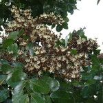 Julbernardia paniculata Flor