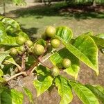 Phellodendron amurense Fruit