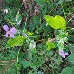 Orychophragmus violaceus Blüte