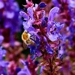 Salvia nemorosa Flor