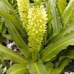 Eucomis autumnalis