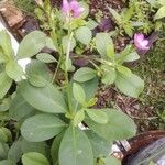Talinum fruticosum Квітка