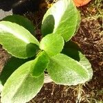 Kalanchoe blossfeldianaLeaf