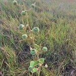 Abutilon mauritianum Плод