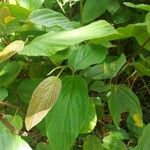Flemingia strobilifera Leaf