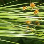 Rhynchospora holoschoenoides Leaf