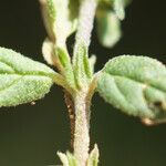 Helianthemum aegyptiacum Frunză