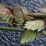 Eragrostis superba Květ