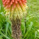 Kniphofia × praecox फूल