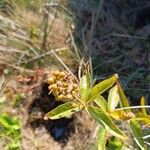 Lysimachia vulgarisFruto