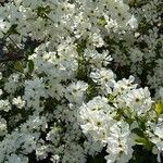Exochorda racemosa Flor