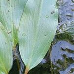 Potamogeton natans Leaf