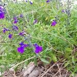 Salvia coahuilensis Flor