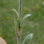 Cerastium alpinum Лист