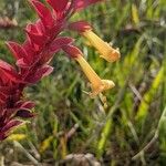 Amasonia campestris Квітка
