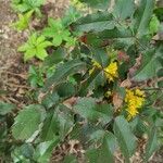 Mahonia aquifolium 叶