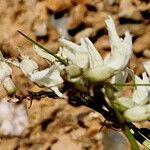 Astragalus australis