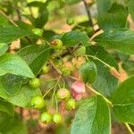 Gaylussacia baccata Fruit