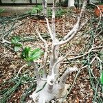 Pachypodium rosulatum Bark