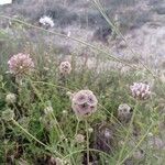 Lomelosia stellata 花