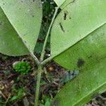 Picralima nitida Hoja