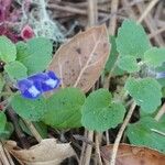 Scutellaria tuberosa आदत