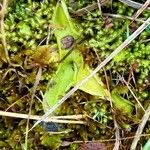 Pinguicula vulgarisLeaf