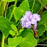 Conoclinium betonicifolium Flor