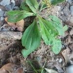 Plantago virginica Blatt