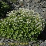 Cardamine asarifolia Celota