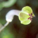 Ceropegia racemosa Flor