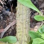 Gunnera tinctoria Bark