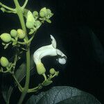Amphilophium elongatum Flor