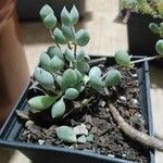 Cotyledon pendens Yaprak