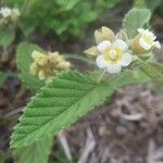 Melochia lupulina Blomma