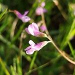 Vicia parviflora Kukka