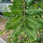 Cupaniopsis anacardioides Blatt